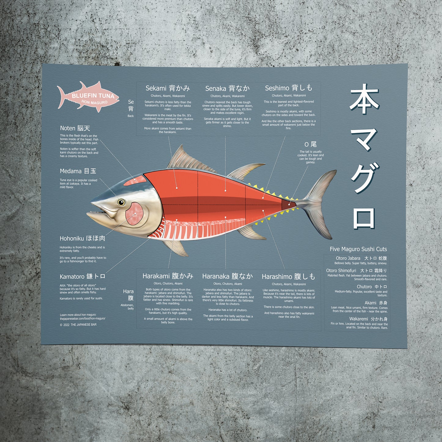 Bluefin Tuna Sushi Poster - Hon Maguro - 24X18